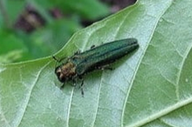 Ясеневая златка погубила множество деревьев в Пензе.