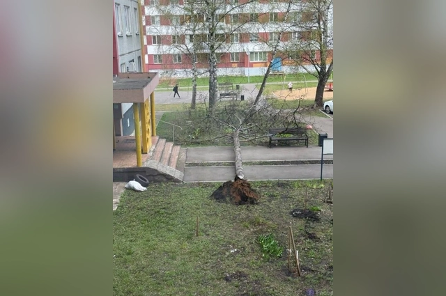 Штормовой ветер сносит деревья.