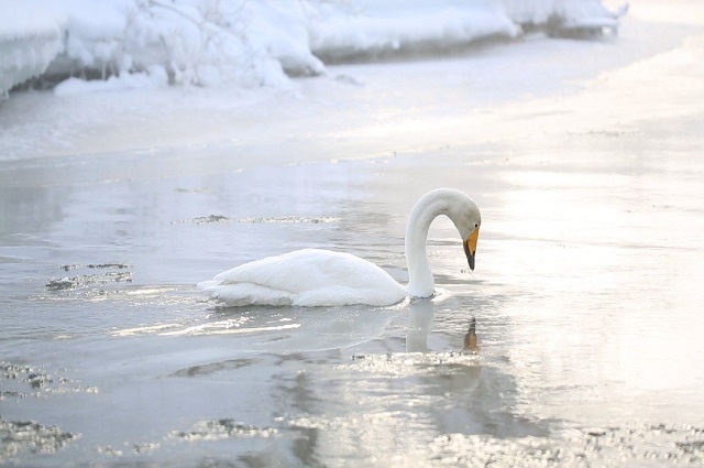 Лебеди на Халактырском озере