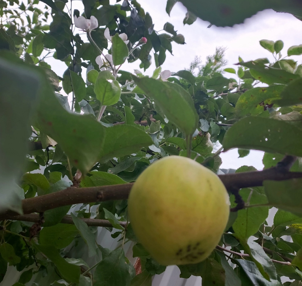 Яблоня зацвела во второй раз.