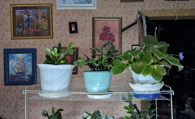 Зелёный оазис.