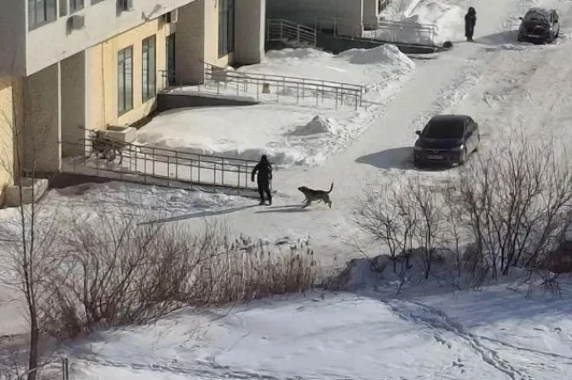 Бродячие собаки.