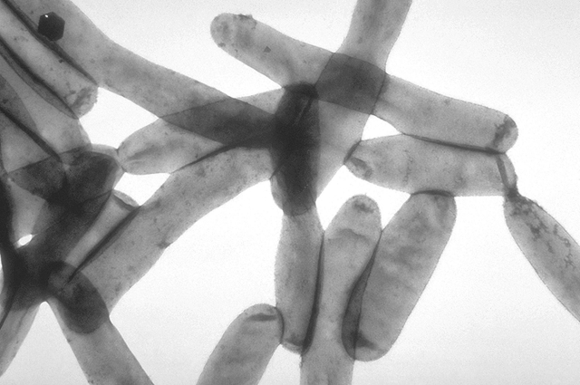Палочковидная бактерия рода легионелл.