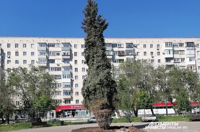 Такой ель высадили в мае 2024 года.