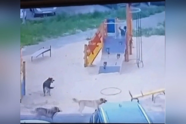 У заброшенной теплотрассы поселилась стая из нескольких собак.