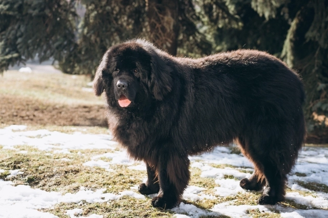 Ньюфаундленд