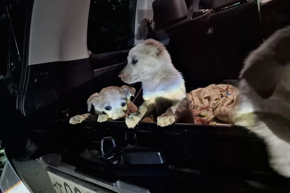 Наталья забрала щенков, мать которой погибла.