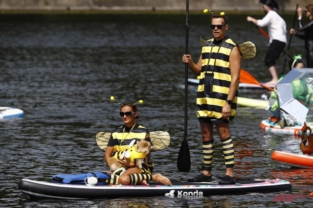 Сапсёрфинг настолько популярен, что устраивают даже костюмированные заплывы.