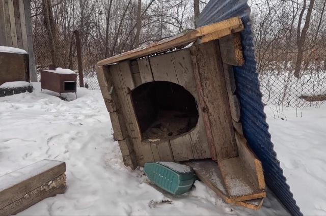 Отлов тигров