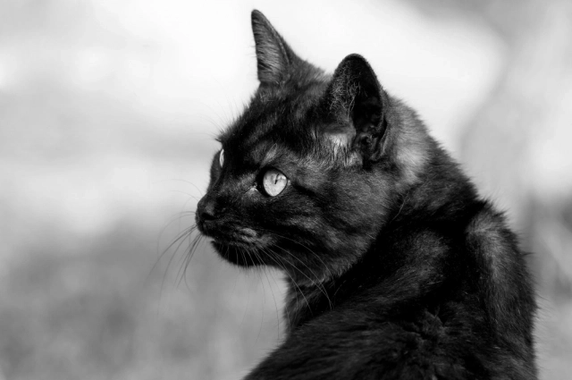 Погладить чёрного кота - к добру. 