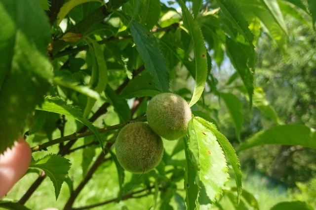 Виктория купила привитый на алычу персик – это более северный сорт.