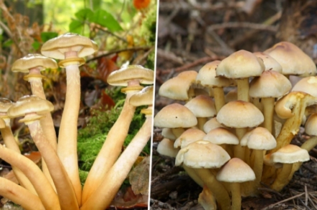 Опята и ложные опята.