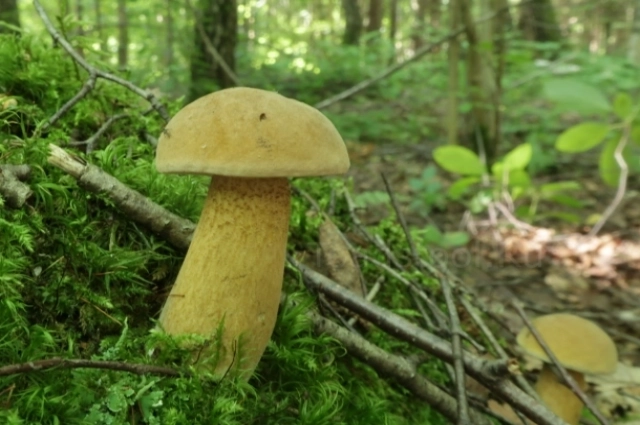 Горчак, или желчный гриб — двойник белого.