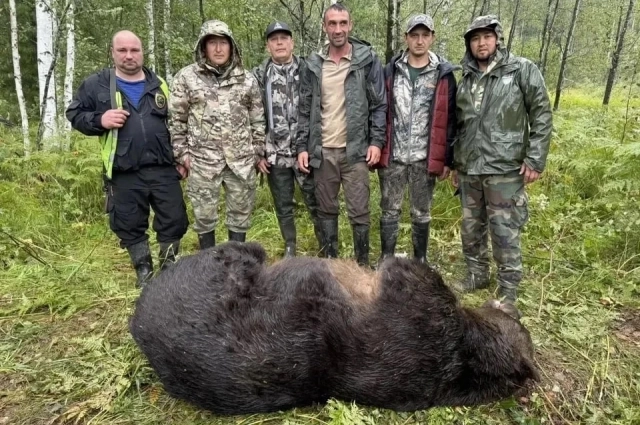 В районе ведут отстрел медведей.