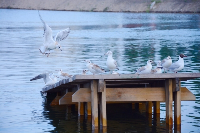 Чайки в этот день - к ненастью. 