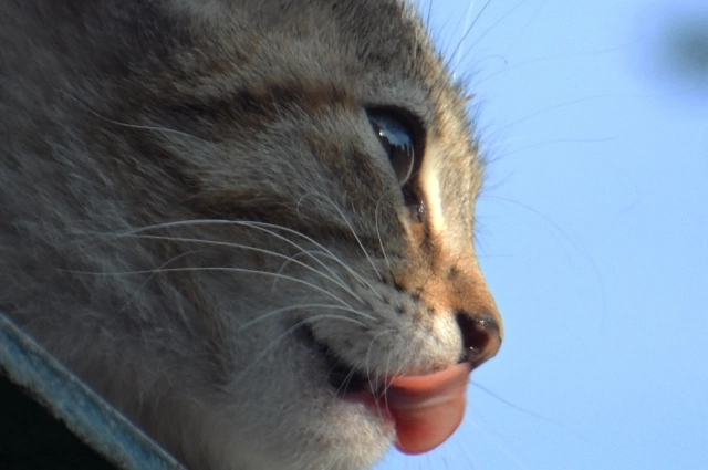 16 февраля следует понаблюдать за домашними животными.