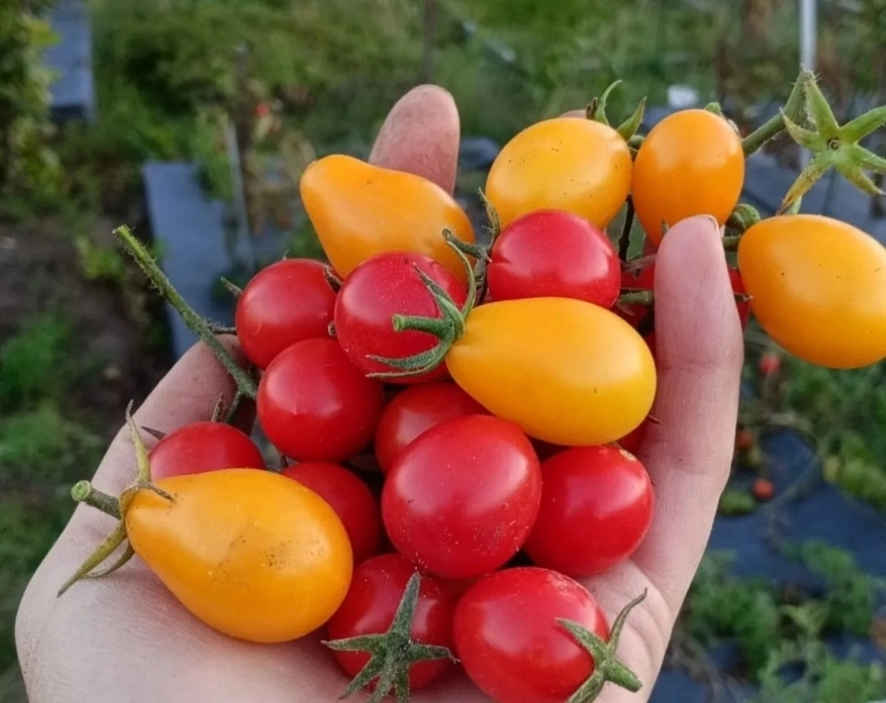 На воронежских дачах можно вырастить самые вкусные помидоры.