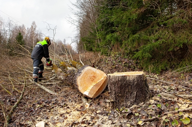 В 2025 году энергетики расчистили от древесно-кустарниковой растительности порядка 2580 га. До конца года будет расчищено ещё около 160 га.