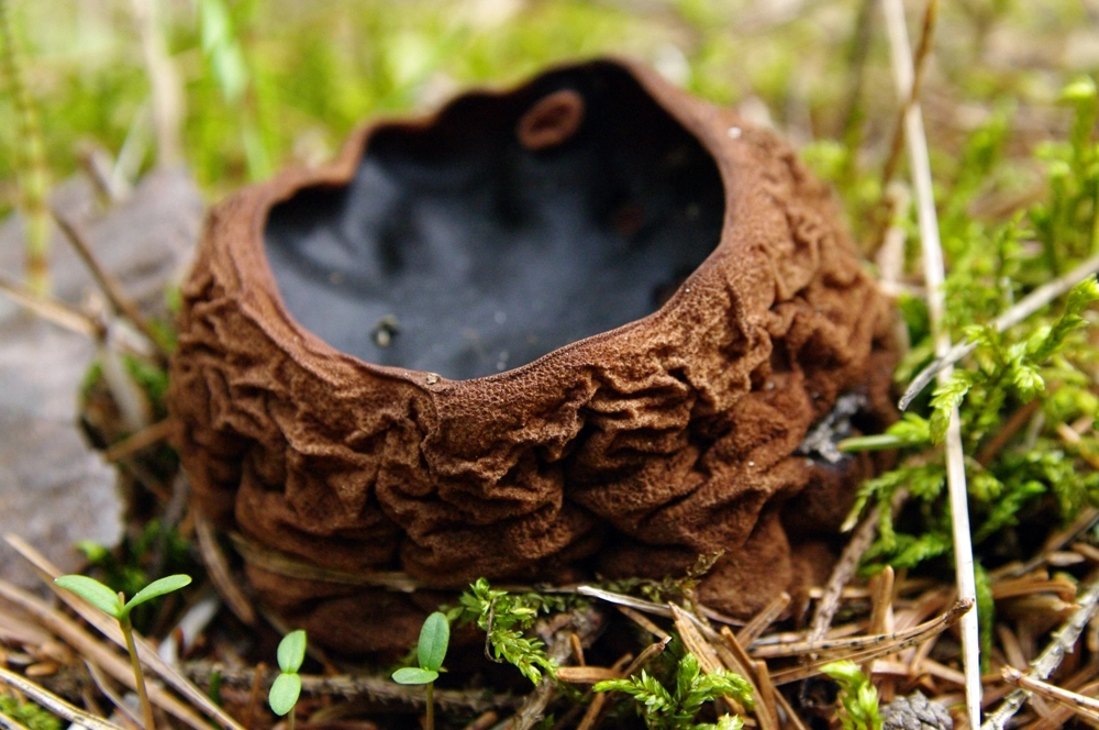 Cаркосома шаровидная