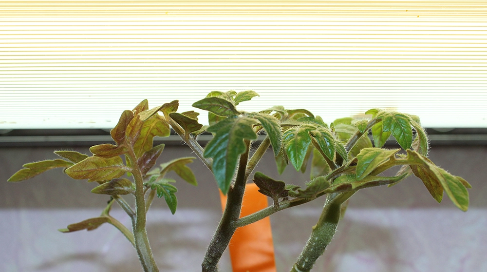 Коренастая рассада под подсветкой.