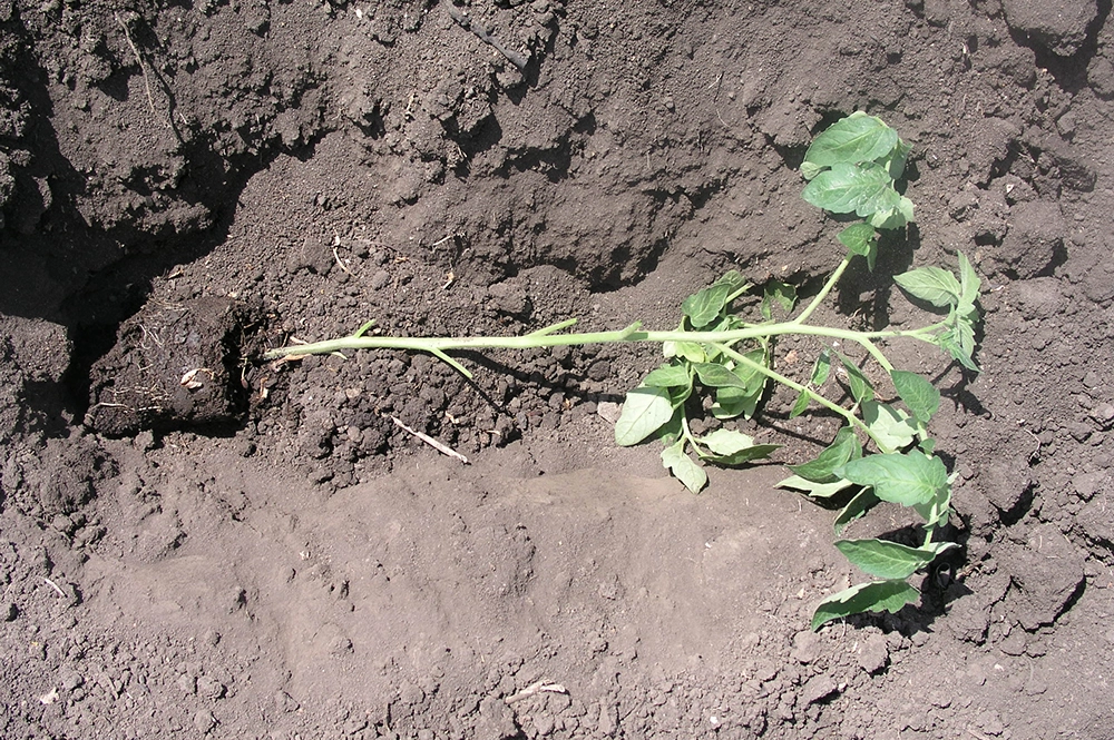 Горизонтальная посадка переросшей рассады в грунт.