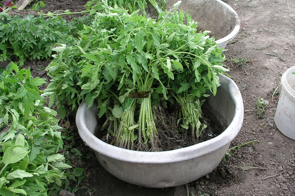 Вытянувшаяся рассада обратите внимание на тонкие стебельки.