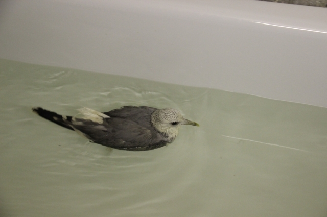 Галка Шушунья-Почесуха очень любит плавать в ванне.