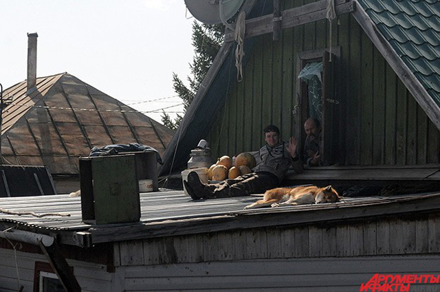 Собаки и кошки часто оставались на крышах домов иногда одни, иногда с хозяевами
