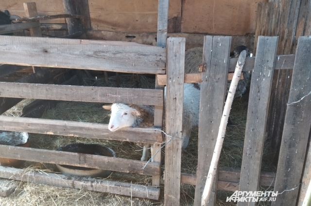 У Нурмухаметовых большое хозяйство.