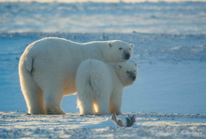 У белых медведей в берлогу на зиму залегают самки, готовые принести потомство. Там они рожают, кормят малышей молоком.