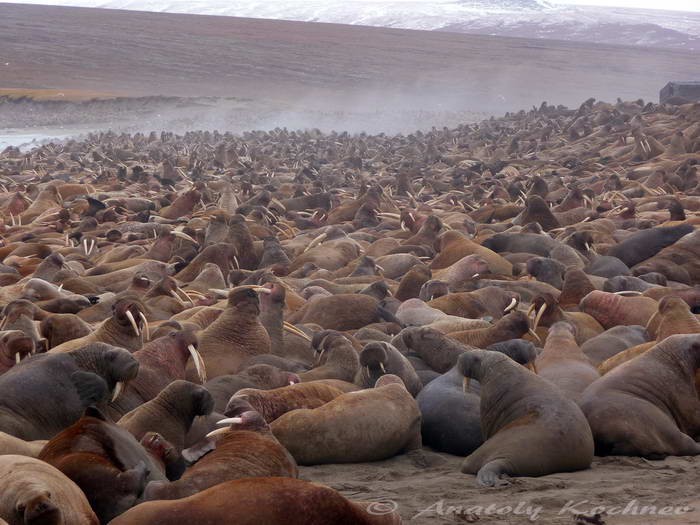 На лежбищах можно увидеть тысячи моржей. 