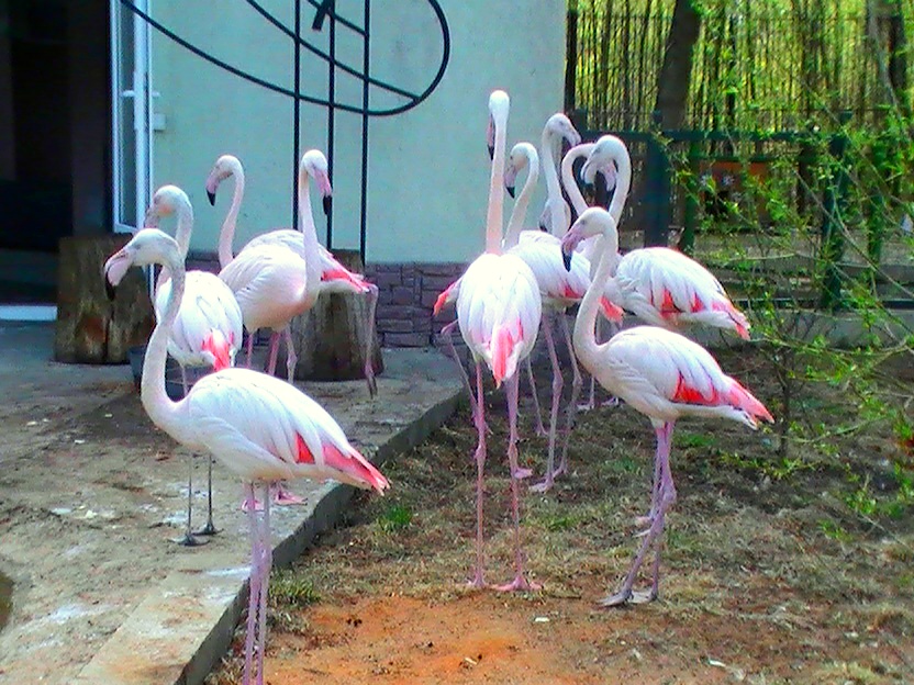 Обыкновенные (розовые) фламинго