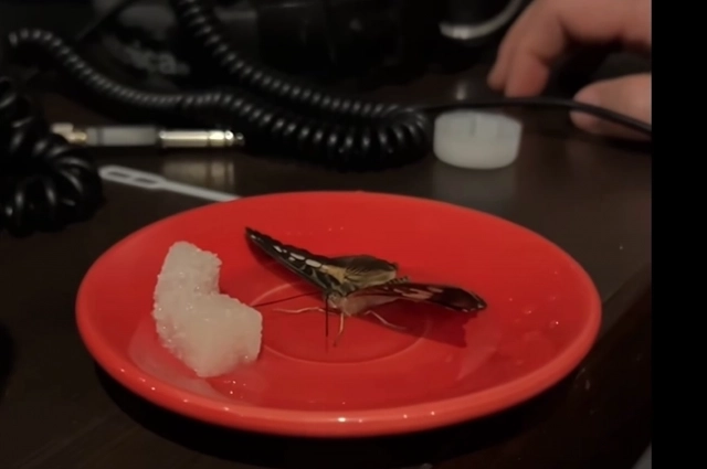 Сергей Безруков, как и советовали поклонники, посадил бабочку в тарелку с растворённым сахаром