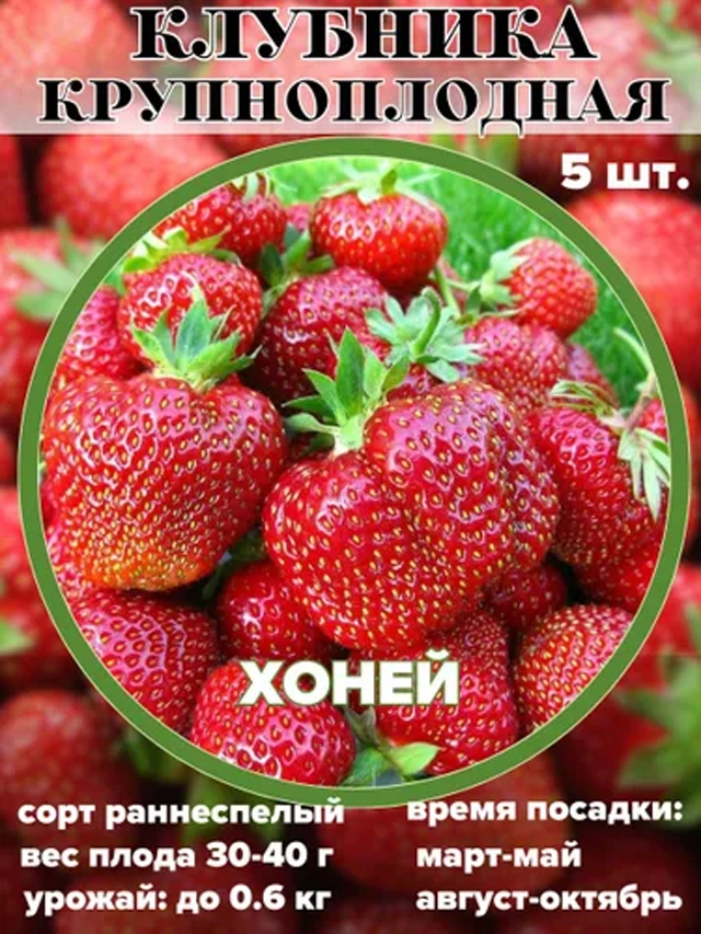 Хоней.