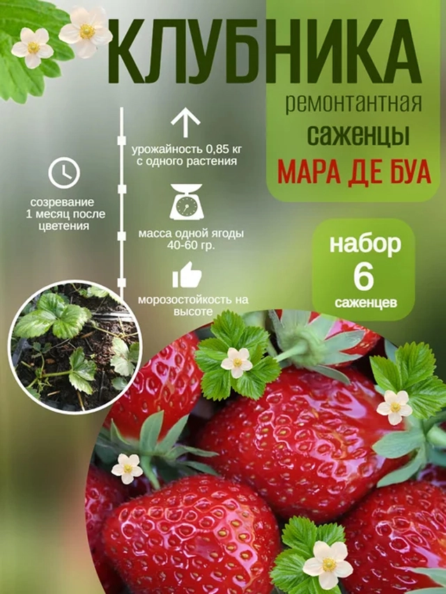 Мара де Буа.