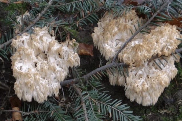 Ежовик Альпийский