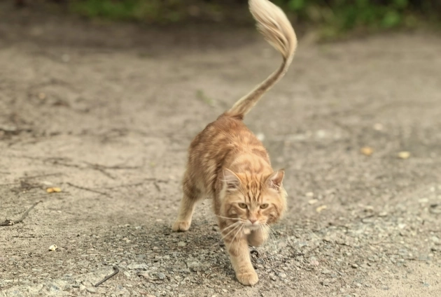 Этого красавца зовут кот-лев!