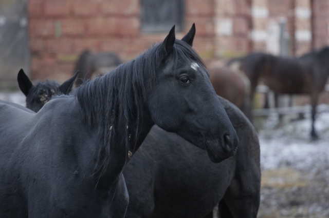 Лошади Псковского конного завода