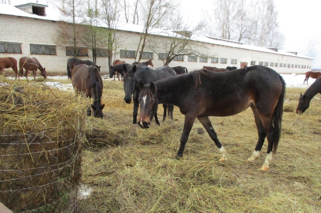 Лошади Псковского конного завода