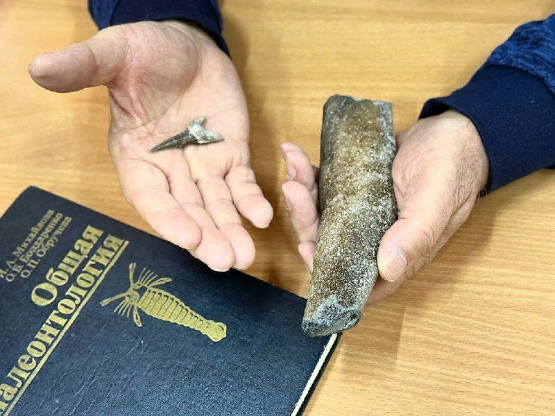 От древних акул остались только зубы.