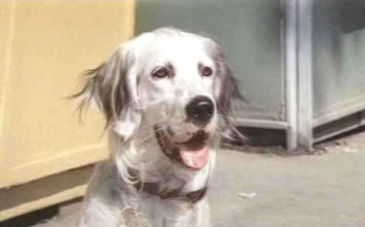 Фильм «Белый Бим Черное Ухо», 1977 г.