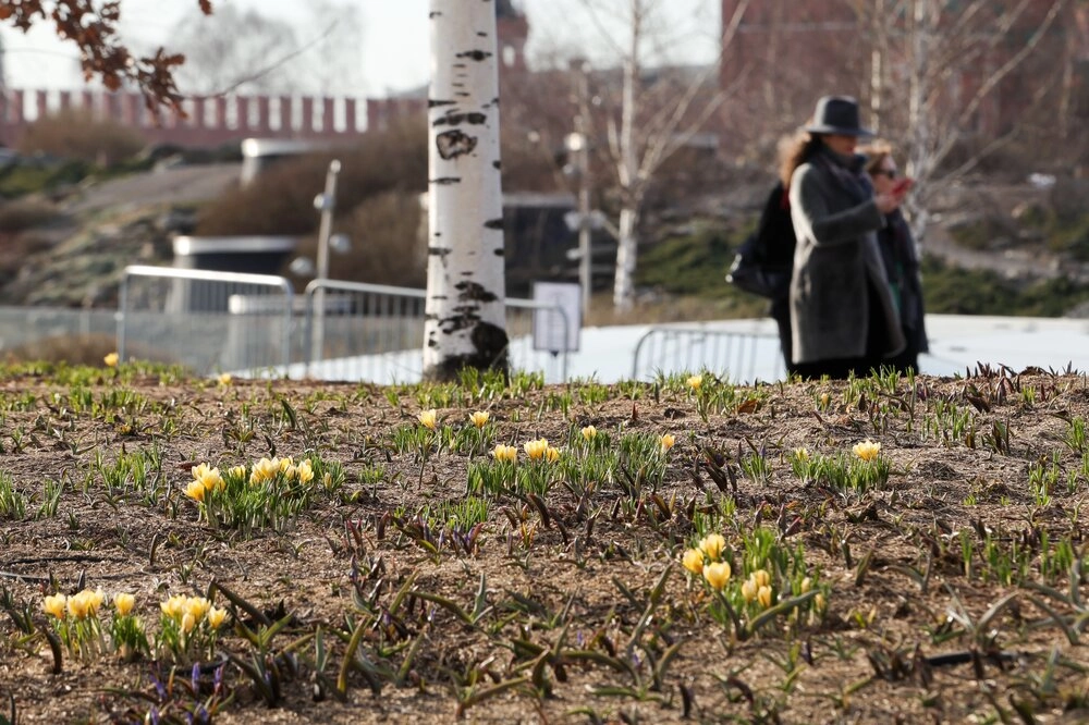 Первоцветы в парке Зарядье, весна 2026