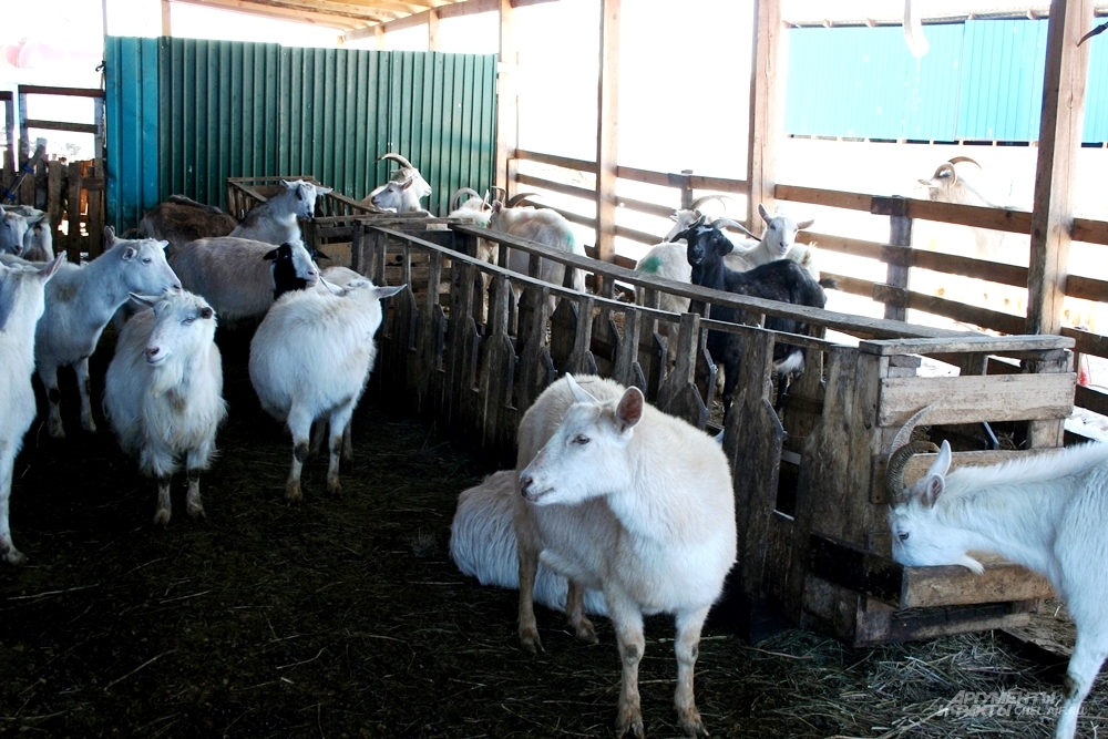Сейчас на ферме уже более 80 коз.