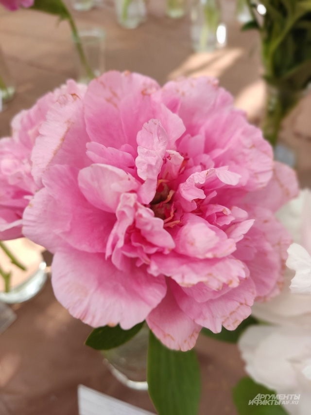 Carnation Bouquet.