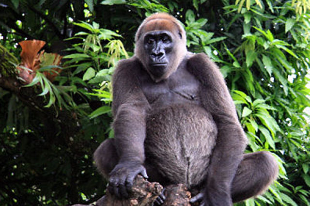 Речная горилла