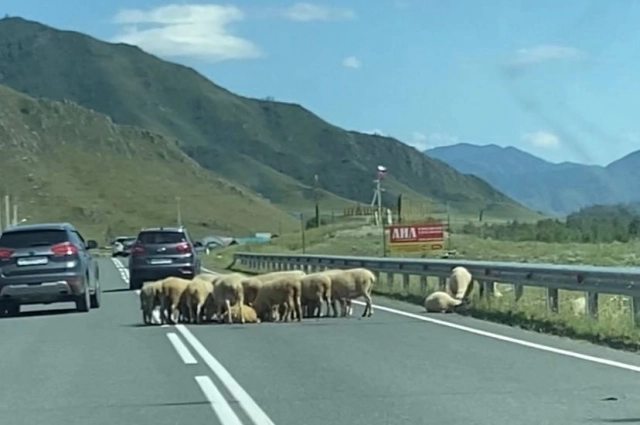 Овец проезжающие мимо машины не смутили.