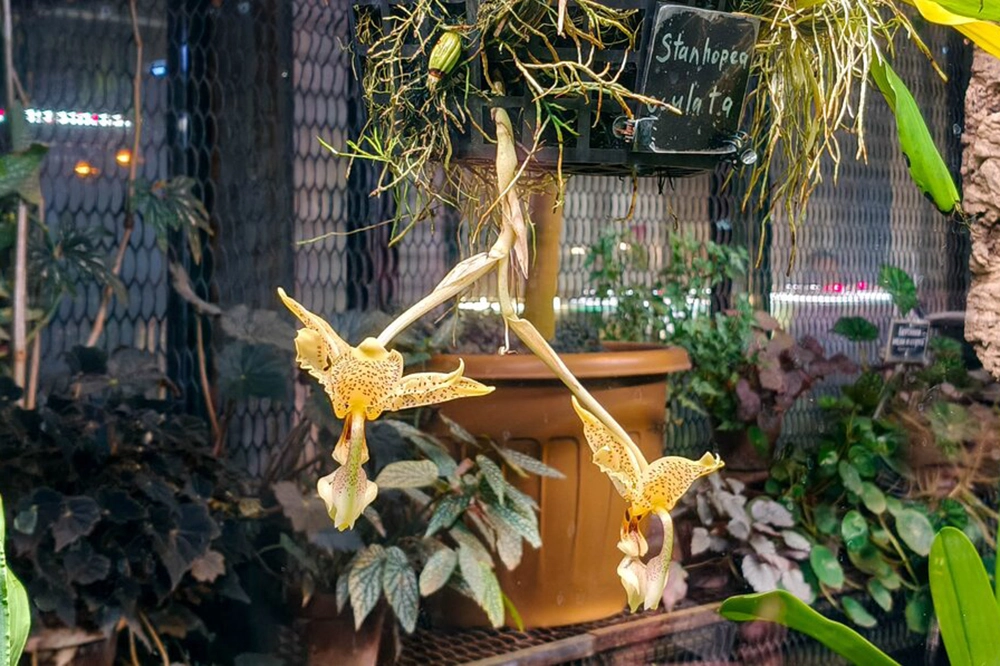 Аптекарский огород. Орхидеи.