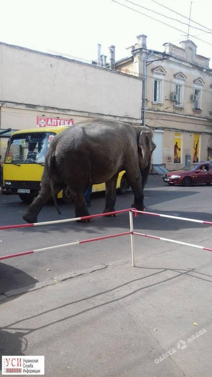 Слон гуляет по Одессе