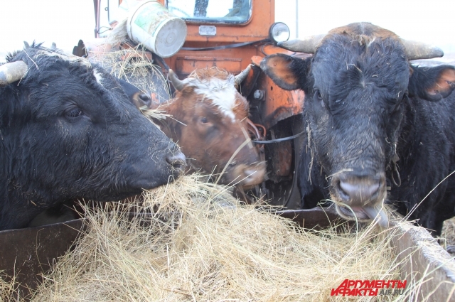 Коровы у Робинзона швейцарской породы, они приспособились к местным условиям.