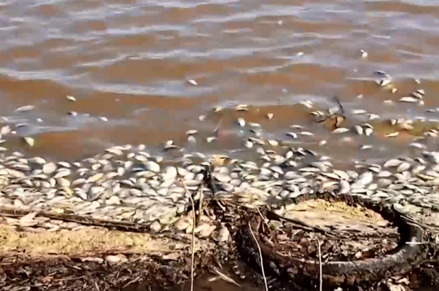 Видео снимали местные жители, которые не припомнят такой массовой гибели рыбы.
